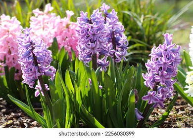 Close up of many large pink Hyacinth or Hyacinthus flowers in full bloom. 