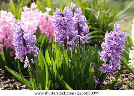 Close up of many large pink Hyacinth or Hyacinthus flowers in full bloom. 