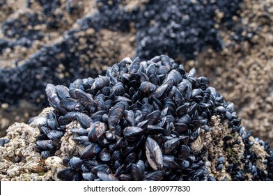 Close up of many mussels growing in the sea at Muriwai Beach New Zealand