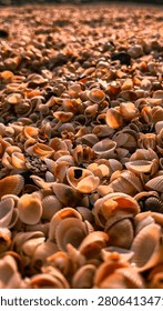 Close up of many seashells and shells covering sandy beach. Warm golden sunlight reflecting on shells. Natural beach texture and pattern.