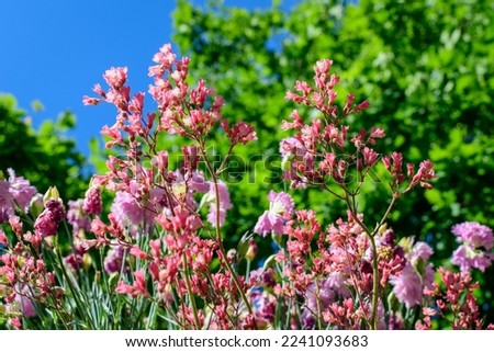 Close up of many small delicate vivid pink carnation flowers (Dianthus caryophyllus) in a garden in a sunny summer day, beautiful outdoor floral background photographed with soft focus