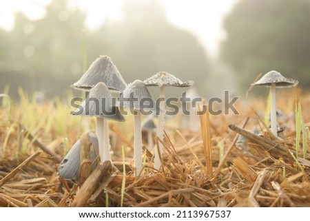 close up many small mushroom toadstools growth on paddy straw ground, tiny world of nature, microorganisms and fungi environment, decompose cycle concept