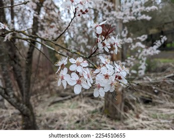 Close up of many white flower blossoms, from the genus prunus (prunes, cherries, and allies). Most of the background is composed of bare trees and dead grass of early spring.  - Shutterstock ID 2254510655
