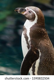 Close Map Of The Humboldt Penguin With A Sea Bed. It's An Animal That Belongs To The Birds