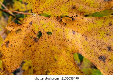 Close Up Of A Maple Leaf Turning Color In The Autumn