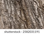 Close up of maple tree bark.