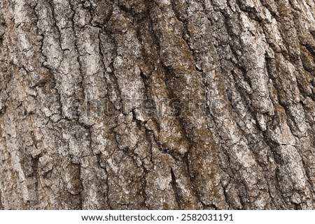 Close up of maple tree bark.
