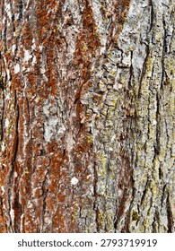 A close up of a maple tree trunk bark with red moss and lichen growing on it. 