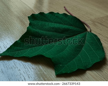 Close up of mapleleaf viburnum leaf