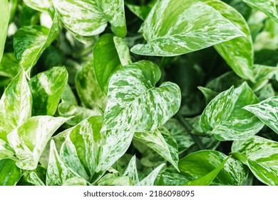 Close Up Of Marble Queen Pothos Vine Popular Tropical Houseplant Devils Ivy