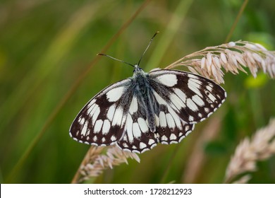 Close up of a Marbled White butterfly, Melanargia galathea, with wings wide open, perched on a grass stem with a blurred green background. - Powered by Shutterstock