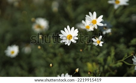 Close up of Marguerite flower (Leucanthemum vulgare) in botanical garden with blurred background. Selective focus.