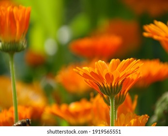 Close Up Of A Marigold (Calendula) On A Field Of Marigolds