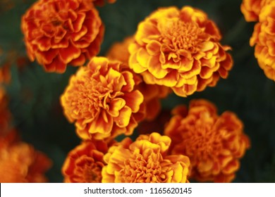 Close up of Marigold flowers (Tagetes erecta, Mexican, Aztec or African marigold) growing in the garden