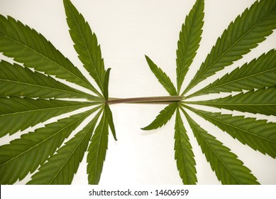Close Up Marijuana Cannabis Leaves Cut Out on White Background