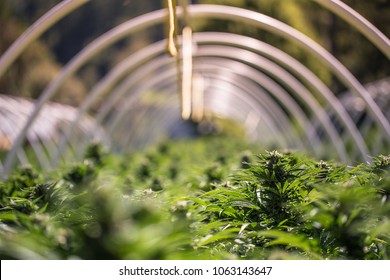 A close up of the marijuana farm industry. Beautiful macro and micro shots. Green house, outdoor, indoor plants. Harvesting cannabis, planting weed and more.