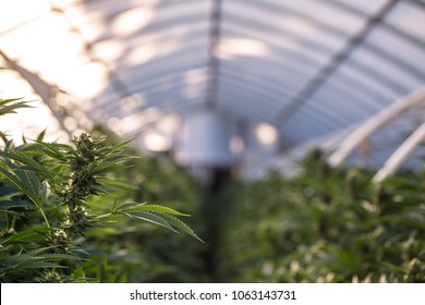 A Close Up Of The Marijuana Farm Industry. Beautiful Macro And Micro Shots. Green House, Outdoor, Indoor Plants. Harvesting Cannabis, Planting Weed And More.