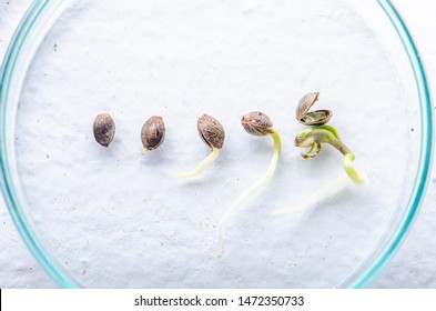 Close up of marijuana, Hemp seed arranged in a straight line isolated on white background