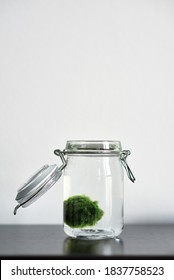 Close Up Of Marimo Moss Ball In A Glass Jar With Copy Space. Standing On A Table With White Background. Japanese Cladophora Seaweed. Ball Of Underwater Moss For The Aquarium.