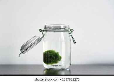 Close Up Of Marimo Moss Ball In A Glass Jar With Copy Space Horizontal. Standing On A Table With White Background. Japanese Cladophora Seaweed. Ball Of Underwater Moss For The Aquarium.