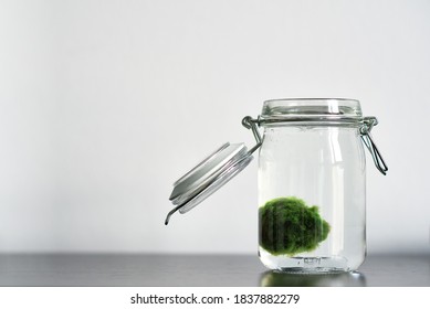 Close Up Of Marimo Moss Ball In A Glass Jar With Copy Space Horizontal. Standing On A Table With White Background. Japanese Cladophora Seaweed. Ball Of Underwater Moss For The Aquarium.