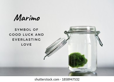 Close Up Of Marimo Moss Ball In A Glass Jar With Words Marimo Is A Symbol Of Good Luck And Love. Japanese Cladophora Seaweed. Ball Of Underwater Moss For The Aquarium.