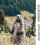 Close Up of Marmot in Mount Rainier National Park Washington USA