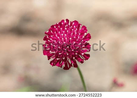 Close up of a Mars Midget Macedonian scabious (knautia macedinica) flower in bloom