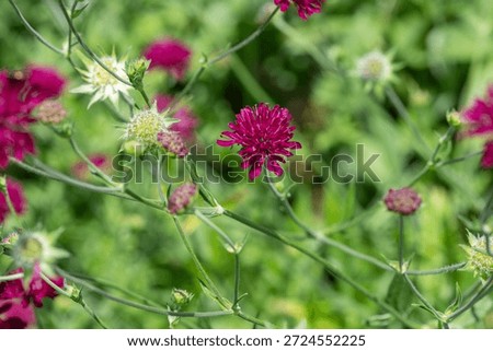 Close up of Mars Midget Macedonian scabious (knautia macedinica) flowers in bloom