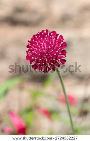 Close up of a Mars Midget Macedonian scabious (knautia macedinica) flower in bloom