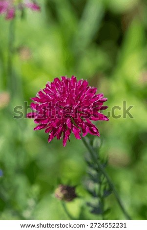 Close up of a Mars Midget Macedonian scabious (knautia macedinica) flower in bloom
