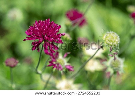 Close up of a Mars Midget Macedonian scabious (knautia macedinica) flower in bloom