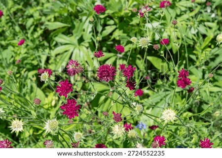 Close up of Mars Midget Macedonian scabious (knautia macedinica) flowers in bloom