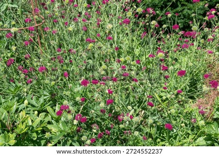 Close up of Mars Midget Macedonian scabious (knautia macedinica) flowers in bloom