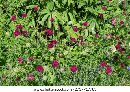 Close up of Mars Midget Macedonian scabious (knautia macedinica) flowers in bloom