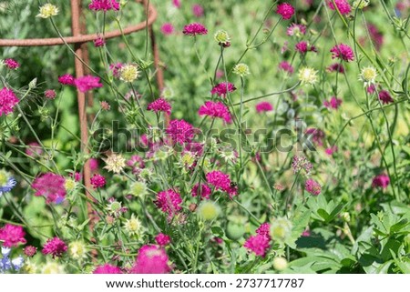 Close up of Mars Midget Macedonian scabious (knautia macedinica) flowers in bloom
