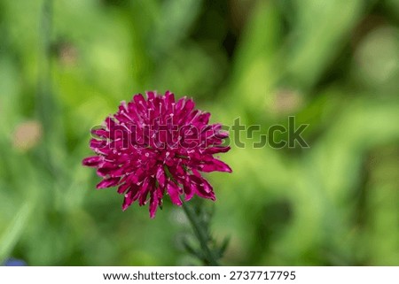 Close up of a Mars Midget Macedonian scabious (knautia macedinica) flower in bloom