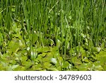 close up of marsh vegetation