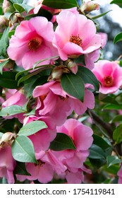 Close Up Of Mary Queen Of Scots Roses