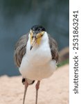 Close up of a masked lapwing (vanellus miles)