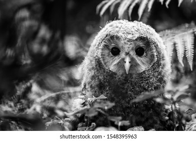 Eule Schwarz Weiss Stockfotos Bilder Und Fotografie Shutterstock