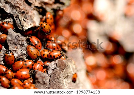 Close up of a mass gathering of ladybugs on a pine tree.