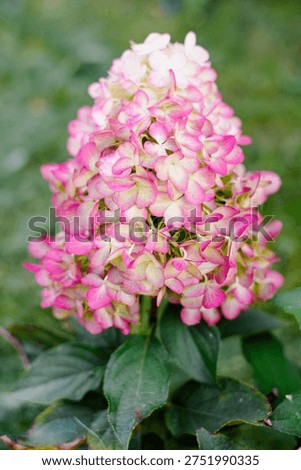 Close up of massive Hercules hydrangea paniculata with vibrant pink and lime petals blooming in garden. Professional floral photography of spectacular ornamental shrub.