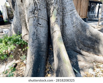 Close up of massive old tree trunk with textured bark and large buttress roots.