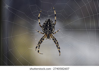 close up massive spider on web