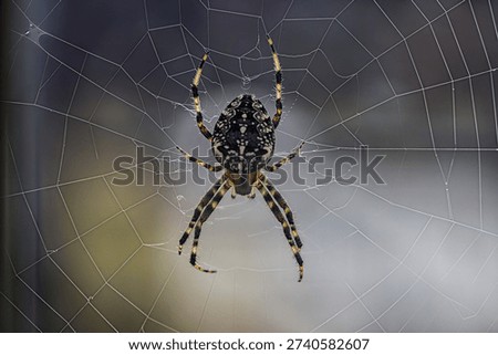close up massive spider on web