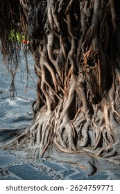 Close up of massive tree trunk and sprawling roots, stretch across ground. Tree with vigorous development among sidewalk tiles with roots, vegetation strong plant base, tropical ecosystem expansion