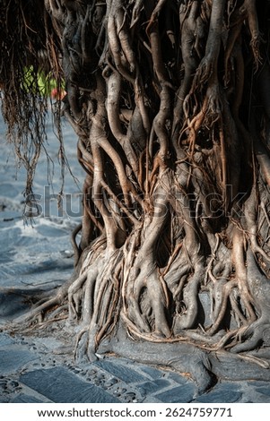 Close up of massive tree trunk and sprawling roots, stretch across ground. Tree with vigorous development among sidewalk tiles with roots, vegetation strong plant base, tropical ecosystem expansion