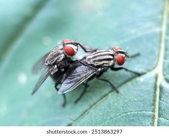 Close up of mating flies, flesh flies (Sarcophaga carnaria), macro shot flesh flies mating on leaves - Powered by Shutterstock