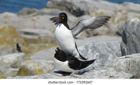 close up of mating Razorbills
